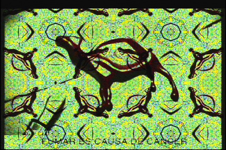 camel